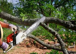 Best Tree Removal Services  in Cohasset, MN